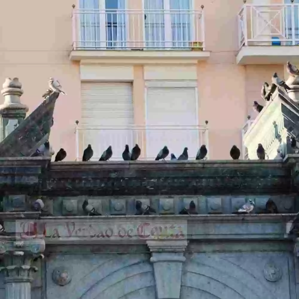 Cómo reducir la acción nociva de las palomas en las ciudades